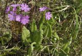 Primula patens