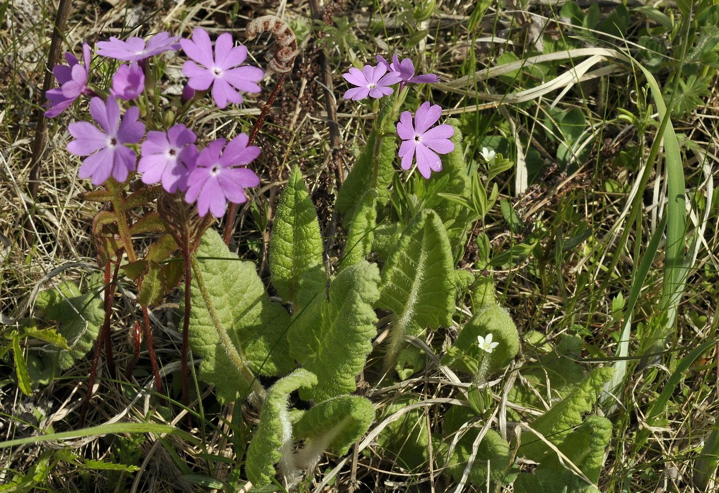 Изображение особи Primula patens.