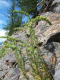 Artemisia rupestris. Зацветающее растение. Восточный Казахстан, Южный Алтай, хр. Сарымсакты, сев. сторона пер. Бурхат, ≈ 1800 м н.у.м., основание скал на склоне зап. экспозиции. 4 июля 2024 г.