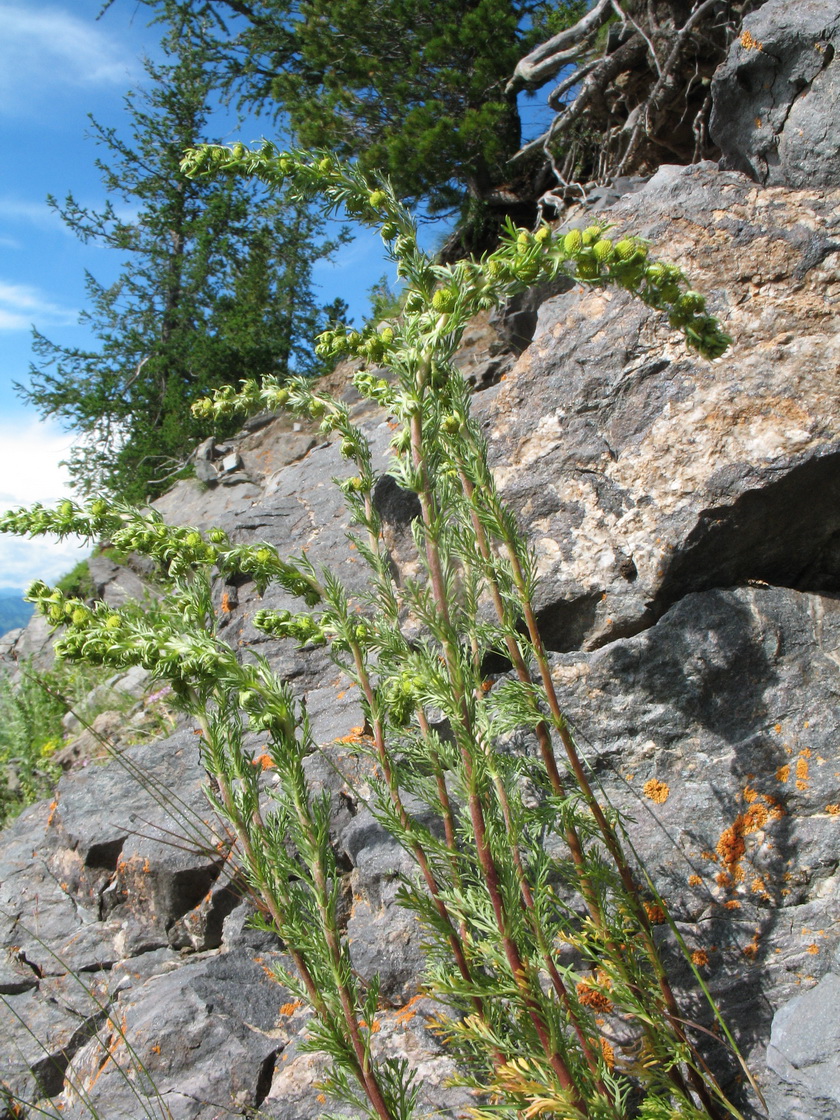 Изображение особи Artemisia rupestris.