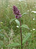 Stachys aspera. Верхушка бутонизирующего растения. Хабаровский край, окр. г. Комсомольск-на-Амуре, дол. руч. Тёплый ключ, лужайка меж двух грунтовых дорог. 03.08.2024.