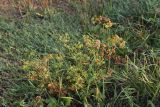 familia Apiaceae. Плодоносящее растение. Калужская обл., Ульяновский р-н, окр. дер. Ягодное, край луга. 29 августа 2024 г.