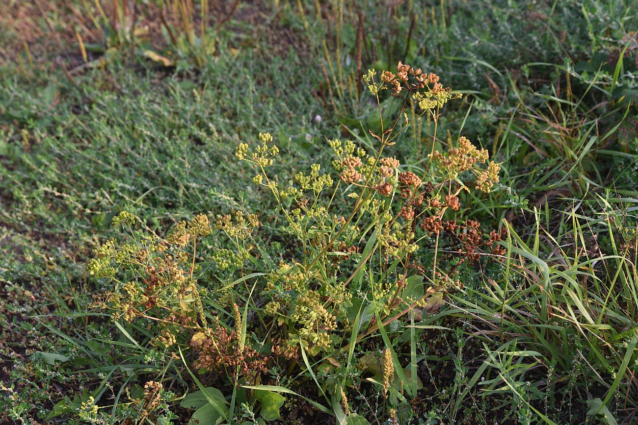 Изображение особи семейство Apiaceae.