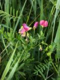 Lathyrus tuberosus