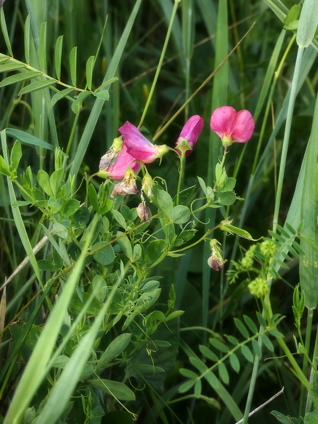 Image of Lathyrus tuberosus specimen.