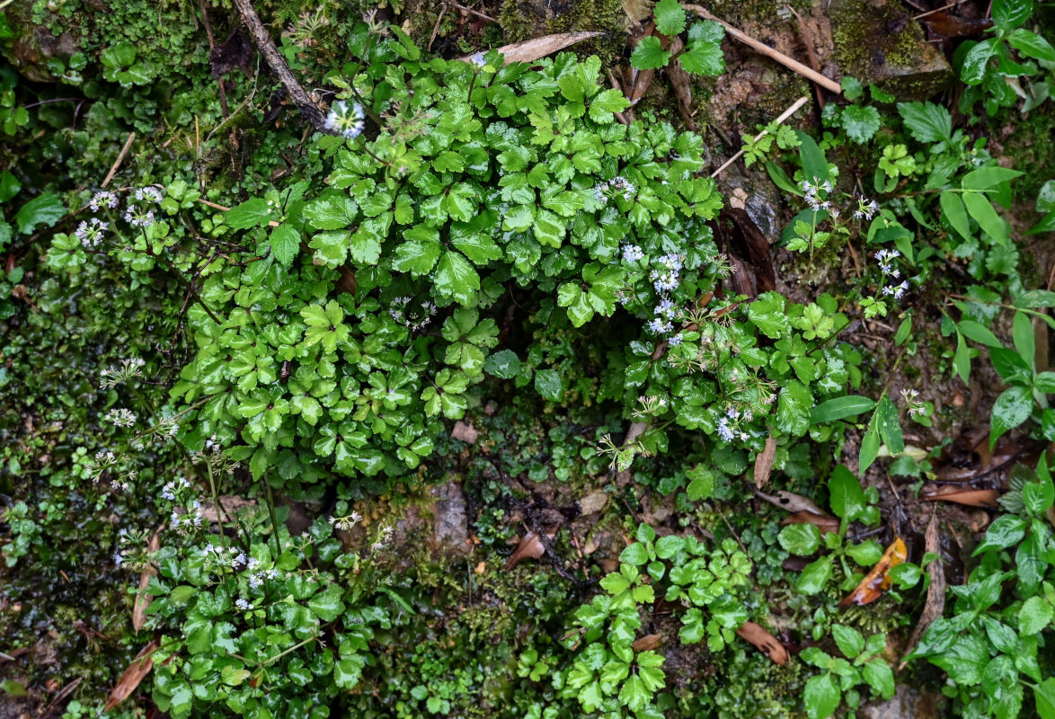 Изображение особи Sanicula orthacantha.