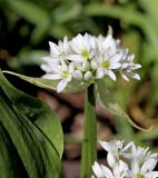 Allium ursinum