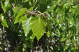 Betula litwinowii