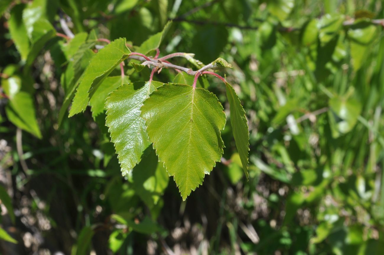 Image of Betula litwinowii specimen.