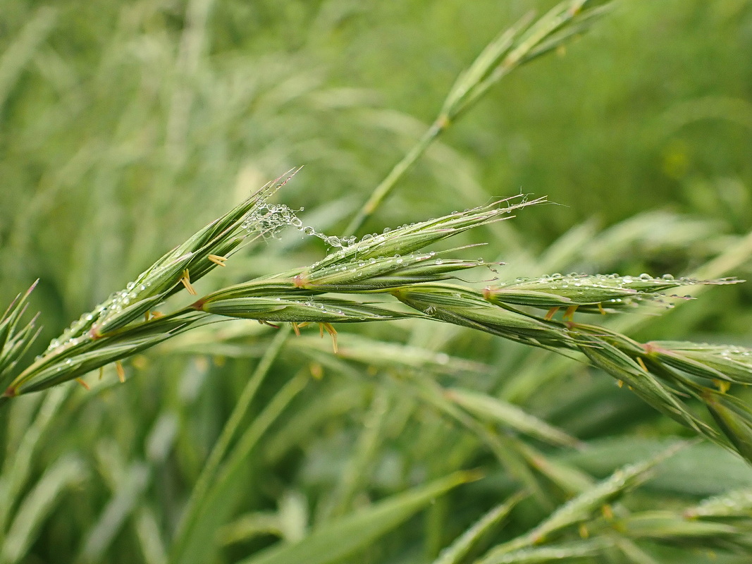 Изображение особи род Elymus.