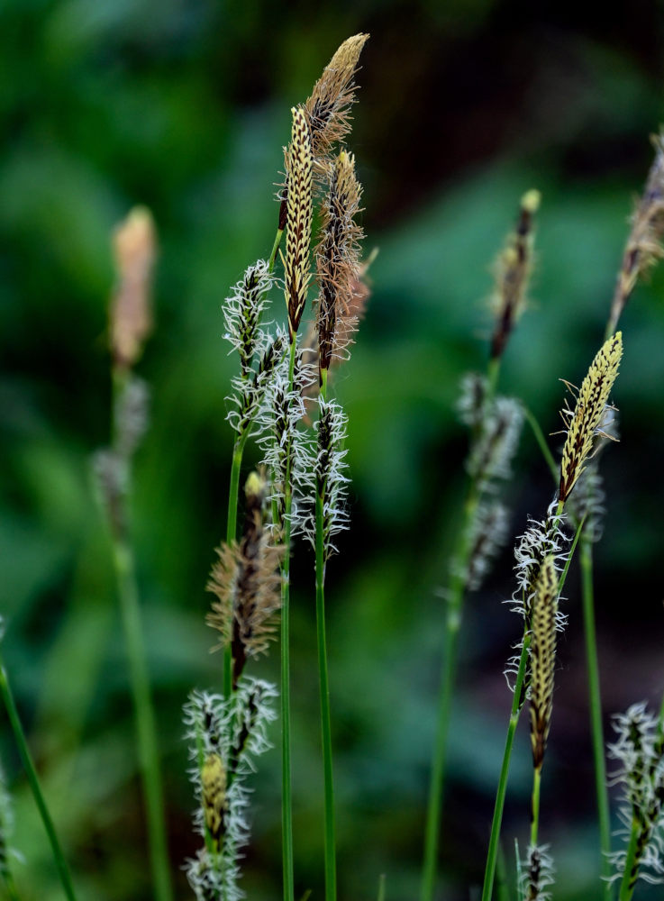 Image of Carex cespitosa specimen.