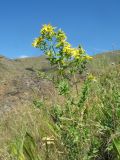 Hypericum perforatum