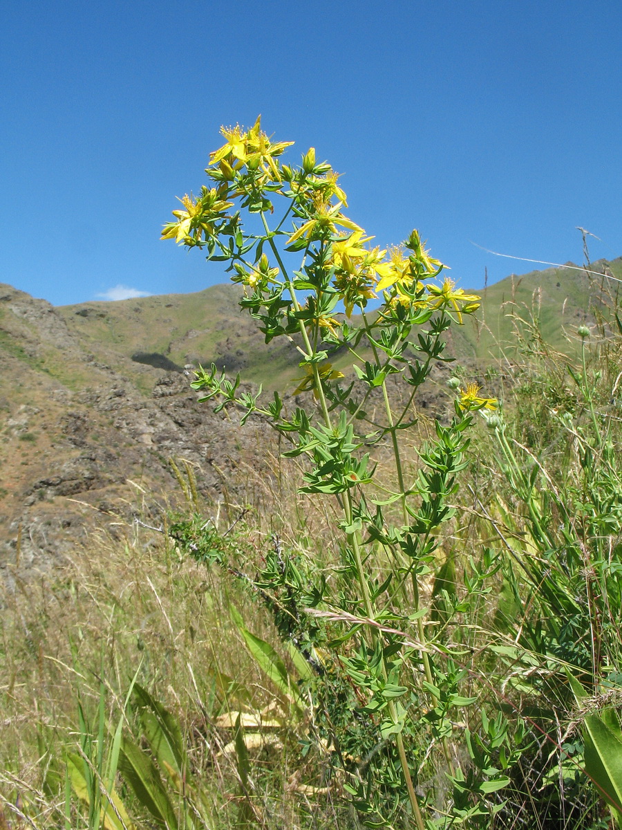 Image of Hypericum perforatum specimen.