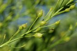 Bunias orientalis. Часть соплодия. Ленинградская обл., Волосовский р-н, окр. дер. Донцо, замшелый суходольный злаково-разнотравный луг на карбонатной почве. 22.06.2024.