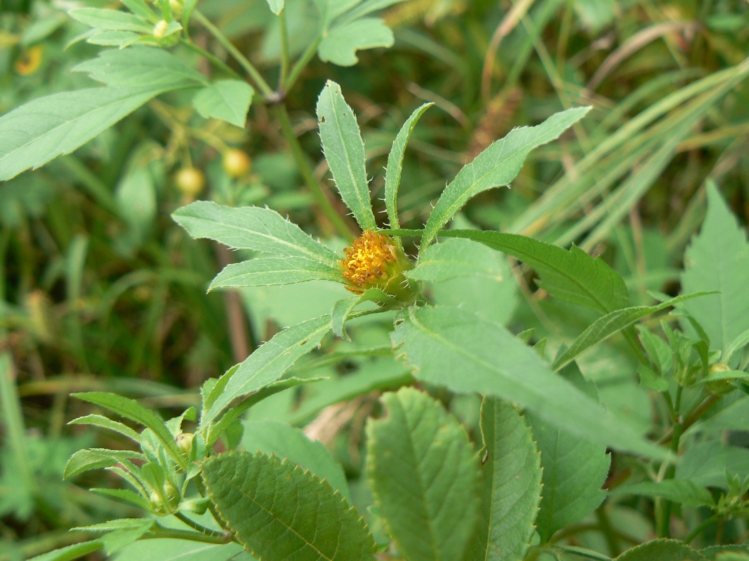 Image of Bidens tripartita specimen.