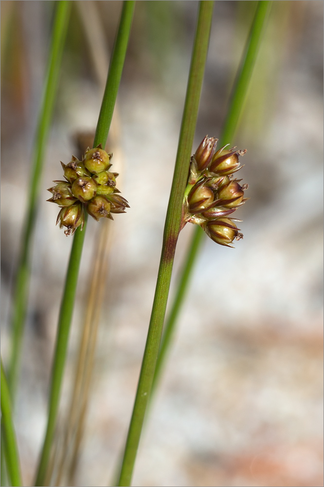 Image of Juncus filiformis specimen.