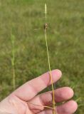 Carex aspratilis