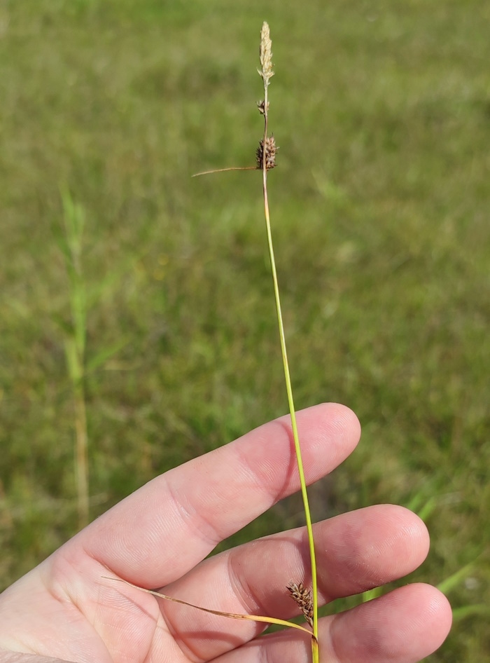 Image of Carex aspratilis specimen.