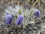 View full-size image Pulsatilla patens