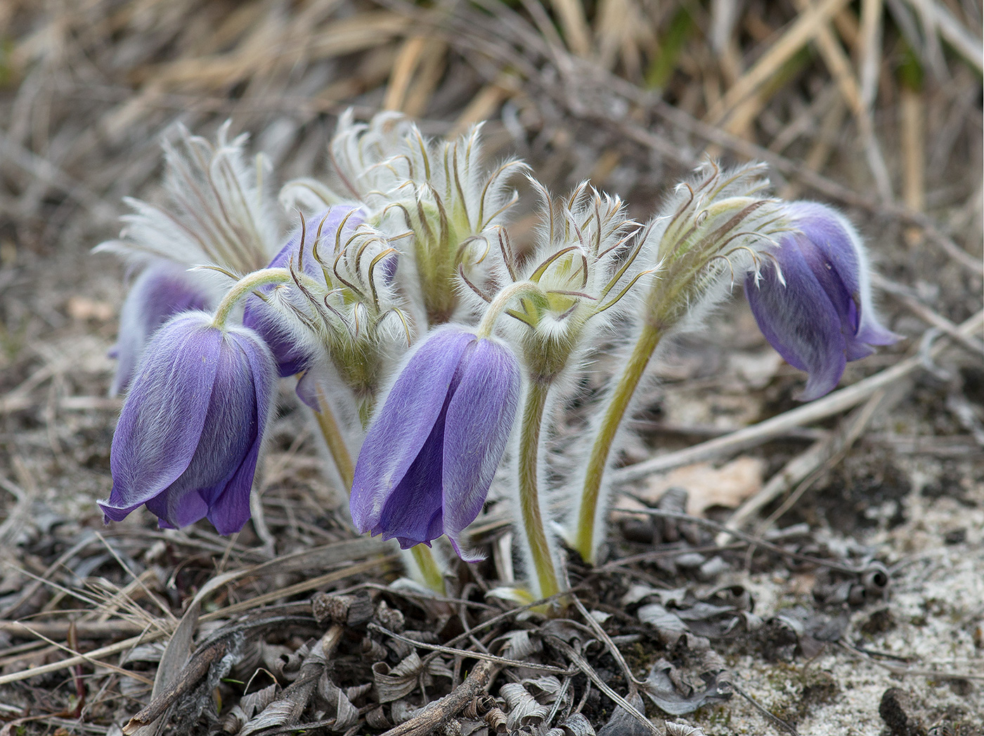 Image of Pulsatilla patens specimen.