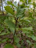 Alnus glutinosa