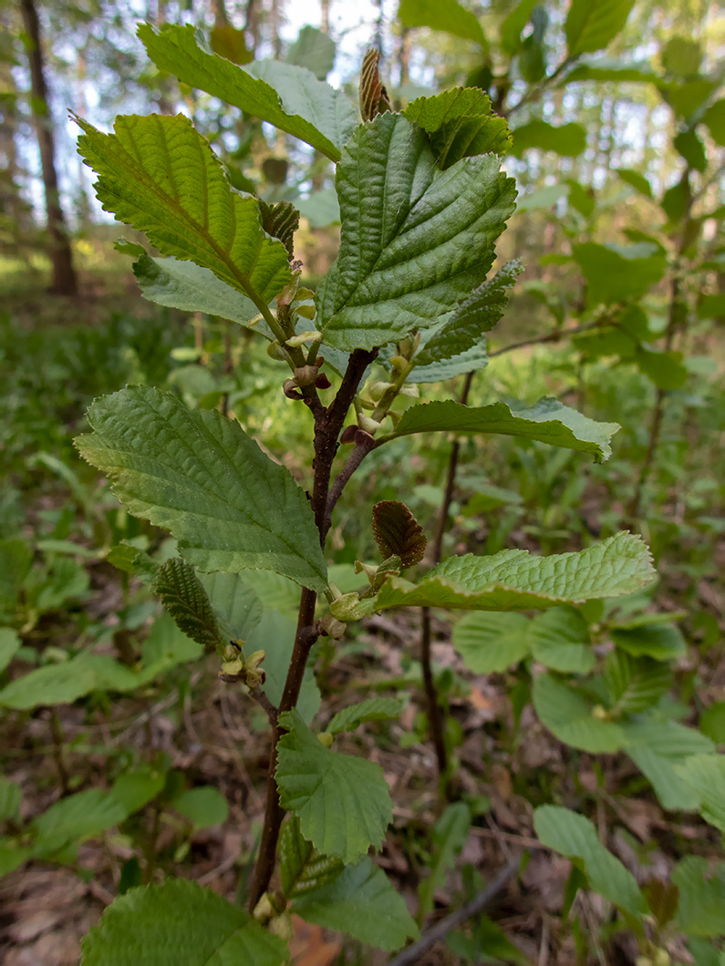 Изображение особи Alnus glutinosa.