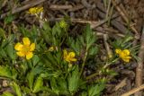 Смотреть изображение Ranunculus repens