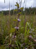 Смотреть изображение Mentha × gracilis
