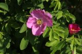 View full-size image Rosa davurica