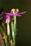 Centaurium erythraea. Цветок. Республика Абхазия, окр. г. Сухум, р. Гумиста. 26.08.2009.