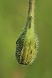 View full-size image Leontodon hispidus