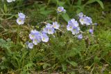 View full-size image Polemonium boreale