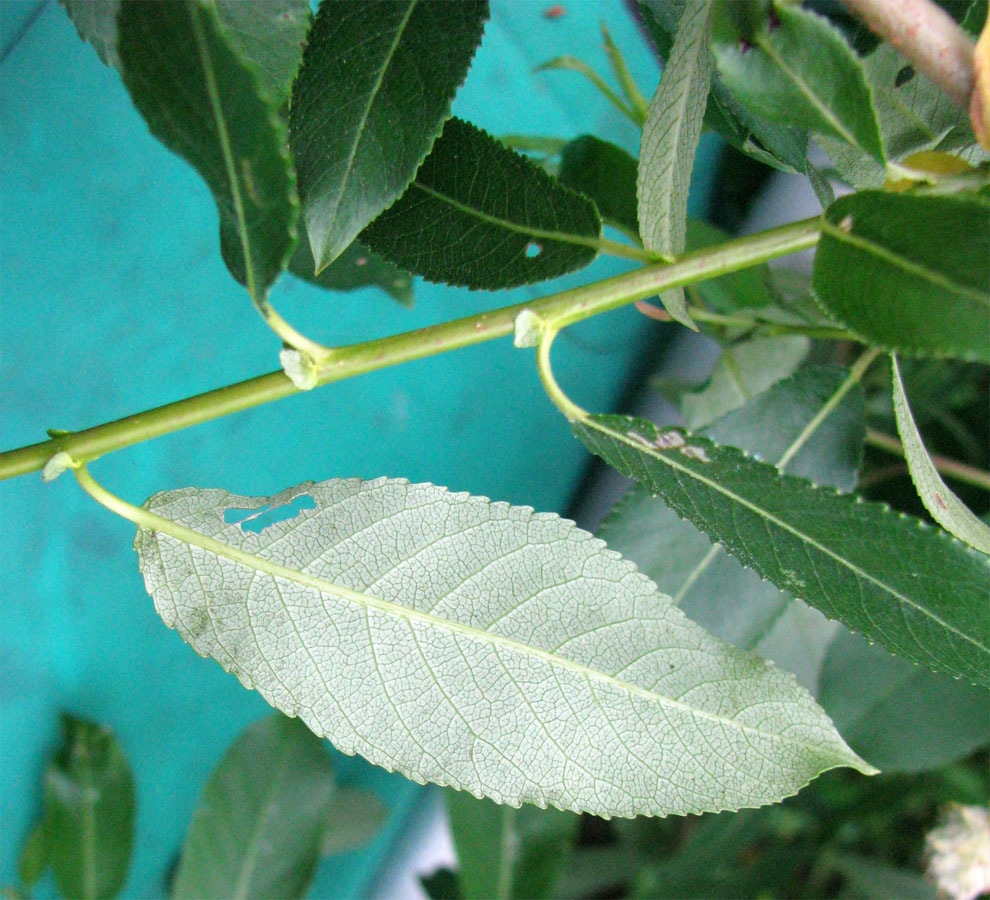 Image of Salix &times; schumanniana specimen.