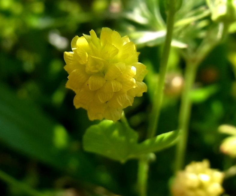 Изображение особи Trifolium campestre.