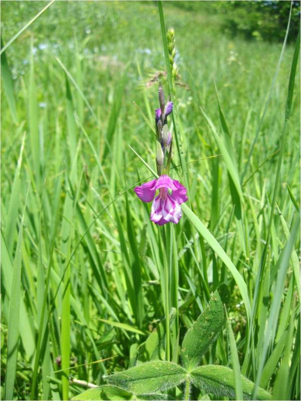 Image of Gladiolus kotschyanus specimen.