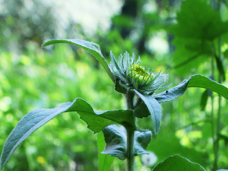 Изображение особи Inula britannica.