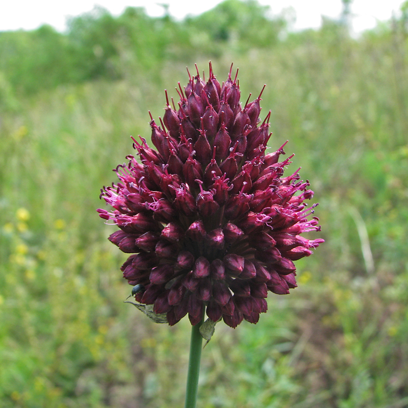 Image of Allium sphaerocephalon specimen.