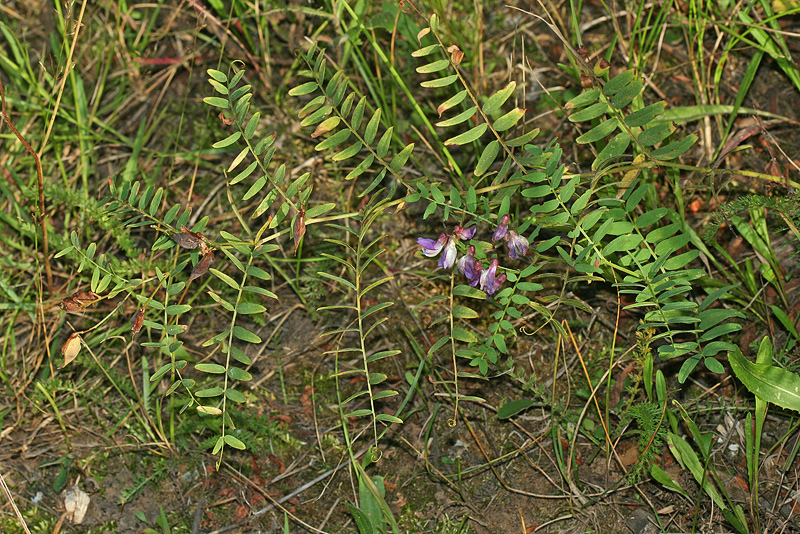 Image of Vicia cassubica specimen.