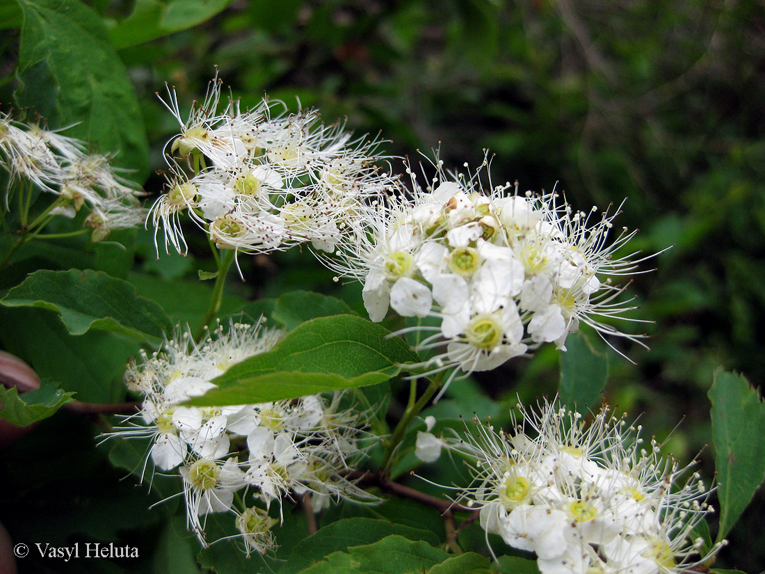 Image of Spiraea chamaedryfolia specimen.