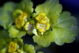 Chrysosplenium alternifolium