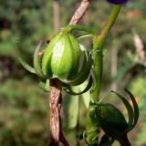 Campanula rapunculoides. Часть соплодия. Свердловская обл., окр. г. Североуральск, Второй Северный, лиственнично-еловый лес. 04.08.2011.