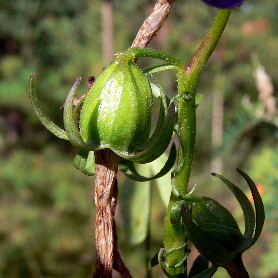 Image of Campanula rapunculoides specimen.