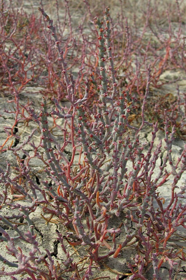 Image of Ofaiston monandrum specimen.