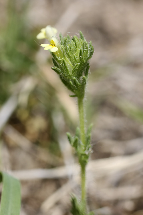 Изображение особи Parentucellia flaviflora.