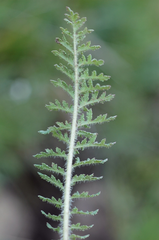 Image of Pedicularis alatauica specimen.