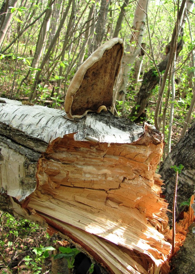 Image of Betula pendula specimen.