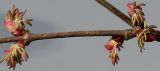 Cercidiphyllum japonicum. Часть ветки с мужскими цветками. Германия, г. Кемпен. в культуре. 23.03.2012.