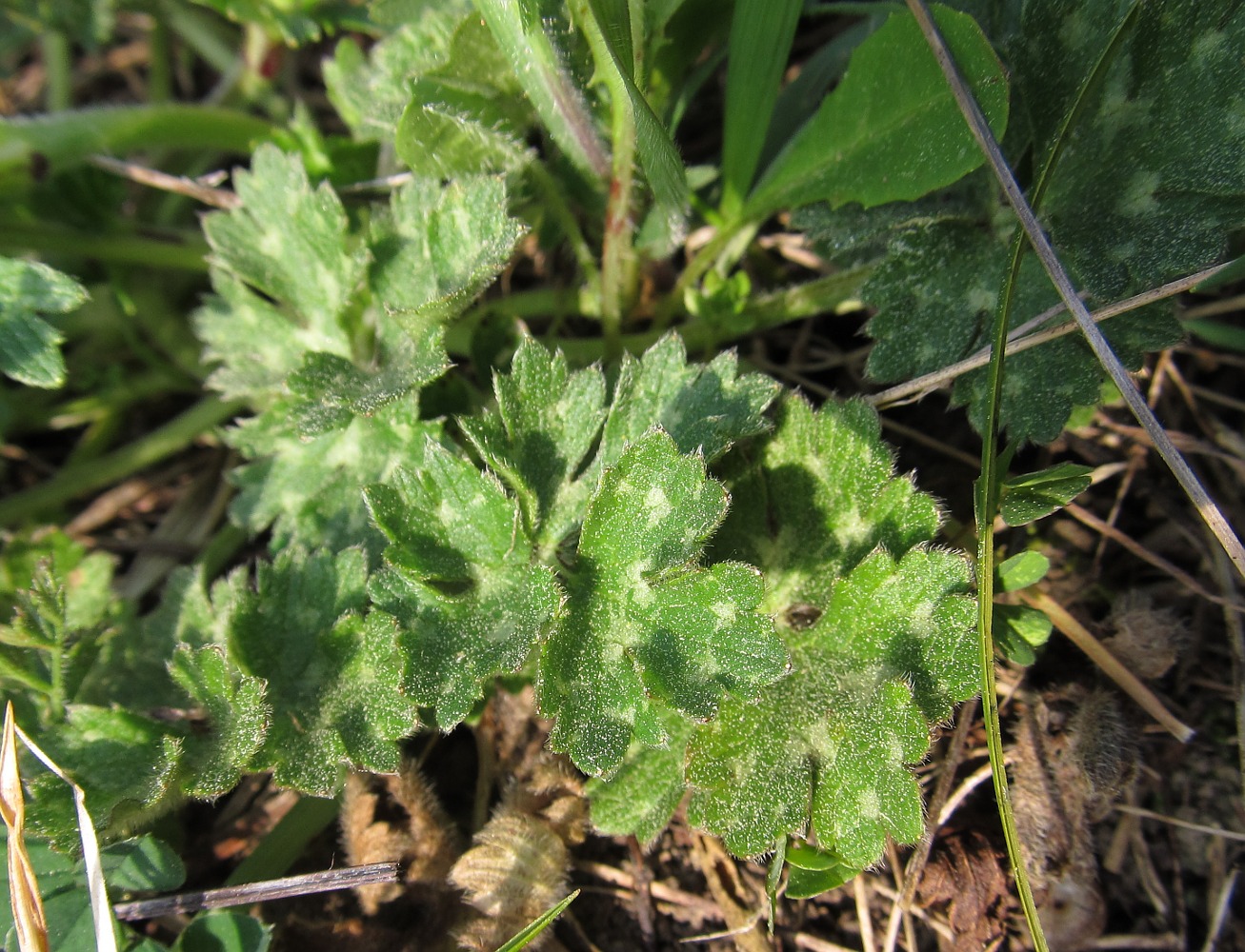 Image of genus Ranunculus specimen.