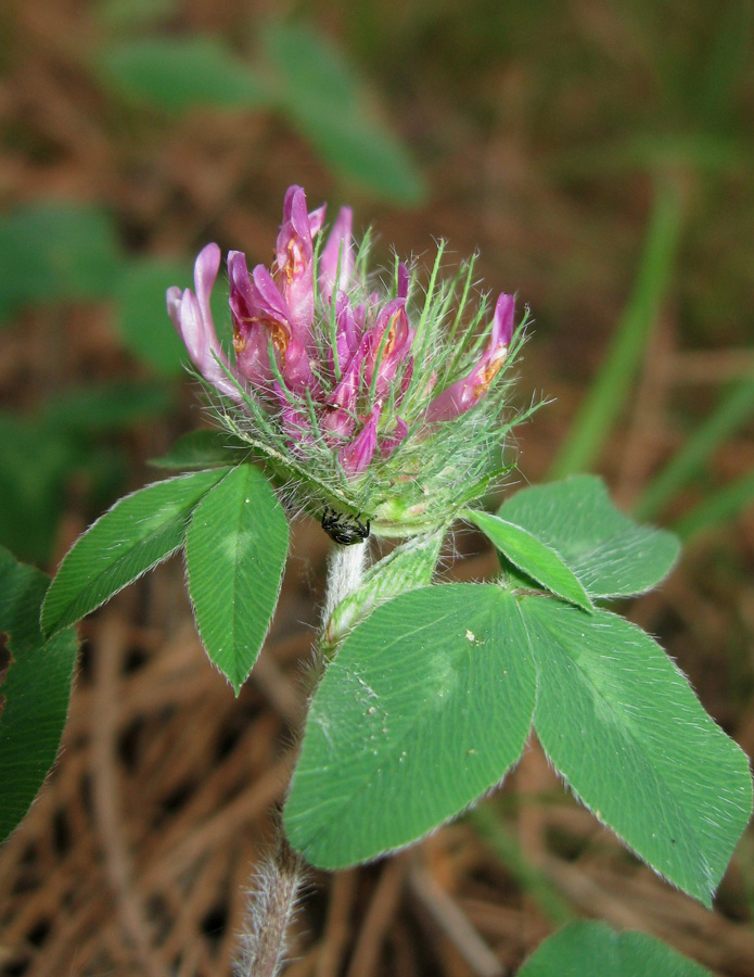 Image of Trifolium pratense specimen.