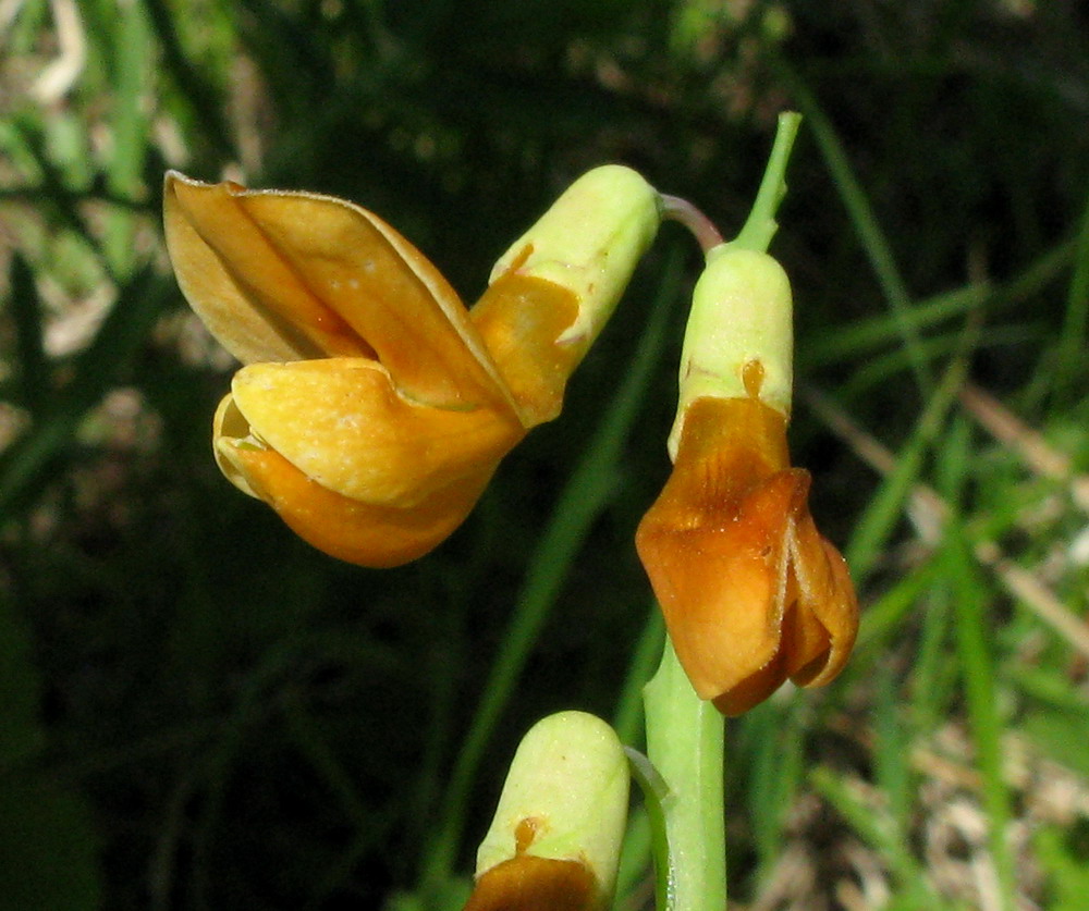 Image of Lathyrus gmelinii specimen.